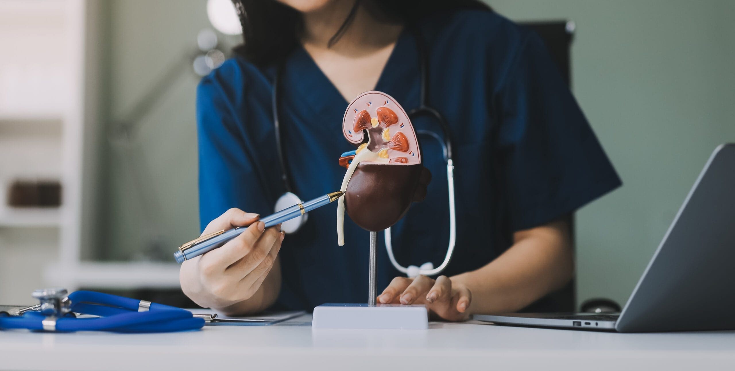 Healthcare professional explaining kidney function using a kidney model; represents chronic kidney disease treatment discussion.